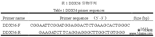 表 1 DDX56 引物序列